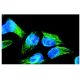 nm23-H1 Antibody (NM301) - Immunofluorescence - Image 8094 