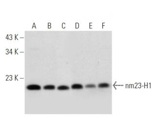 nm23-H1 Antibody (C-8) - Western Blotting - Image 320940