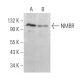 NMBR Antibody (G-3) - Western Blotting - Image 364681 