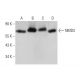 NMD3 Antibody (A-5) - Western Blotting - Image 346448 