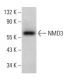 NMD3 Antibody (A-5) - Western Blotting - Image 376562