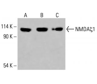 NMDAζ1 Antibody (E-2) - Western Blotting - Image 416142