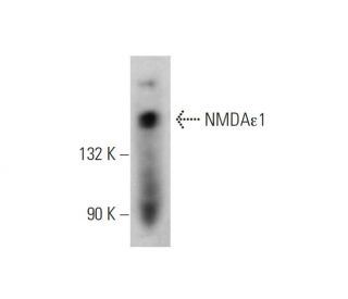 NMDA&epsilon;1 Antibody (E-4) - Western Blotting - Image 344269
