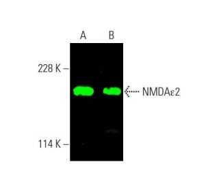 NMDA&epsilon;2 Antibody (A-8) - Western Blotting - Image 378918 