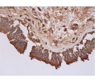NMDA&epsilon;4 Antibody (G-10) - Immunohistochemistry - Image 289166