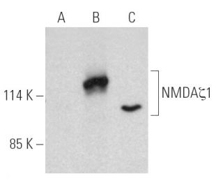 NMDA&zeta;1 Antibody (E-2) - Western Blotting - Image 389717 