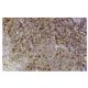 Nmi Antibody (XX-22) - Immunohistochemistry - Image 36290 