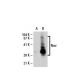 Nmi Antibody (XX-22) - Western Blotting - Image 20315