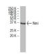 Nmi Antibody (XX-22) - Western Blotting - Image 34463 