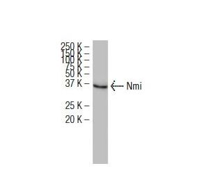 Nmi Antibody (XX-22) - Western Blotting - Image 34463