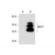 NMT1 Antibody (A-3) - Western Blotting - Image 144692 