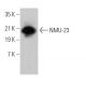 NMU-23 Antibody (A-5) - Western Blotting - Image 367217