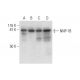 NNP-1B Antibody (C-12) - Western Blotting - Image 303397 