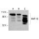 NNP-1B Antibody (C-12) - Western Blotting - Image 415418