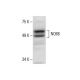 NO66 Antibody (E-8) - Western Blotting - Image 288262