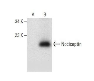 Nociceptin Antibody (F-10) - Western Blotting - Image 300591