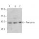 Nocturnin Antibody (F-4) - Western Blotting - Image 366202