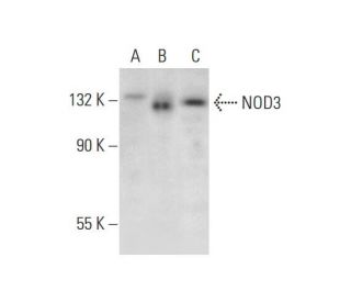 NOD3 Antibody (E-4) - Western Blotting - Image 311961
