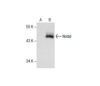 Nodal Antibody (A-9) - Western Blotting - Image 157482