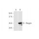 Noggin Antibody (2C10) - Western Blotting - Image 352171