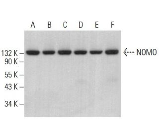 NOMO Antibody (B-10) - Western Blotting - Image 378509 