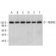 NOMO Antibody (B-10) - Western Blotting - Image 378509 