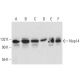 Nop14 Antibody (B-5) - Western Blotting - Image 308405 