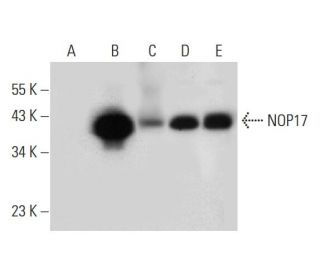 NOP17 Antibody (A-10) - Western Blotting - Image 314057 