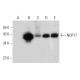 NOP17 Antibody (A-10) - Western Blotting - Image 314057 