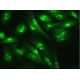 NOP2 Antibody (E-7) - Immunofluorescence - Image 381711 