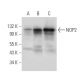 NOP2 Antibody (E-7) - Western Blotting - Image 309729