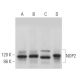 NOP2 Antibody (E-7) - Western Blotting - Image 368955 