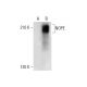 NOPE Antibody (A-10) - Western Blotting - Image 304513 