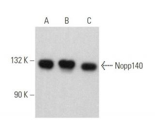 Nopp140 Antibody (E-7) - Western Blotting - Image 359031 