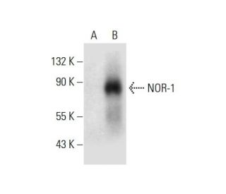 NOR-1 Antibody (H-7) - Western Blotting - Image 299247 