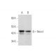 Nore1 Antibody (10F10) - Western Blotting - Image 329750