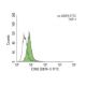 CD63 (BEM-1) FITC: sc-65975 FITC. FCM analysis of THP-1 cells. Black line histogram represents the isotype control, normal