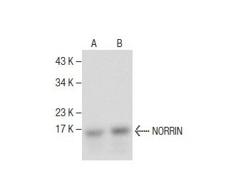 NORRIN Antibody (B-8) - Western Blotting - Image 282603