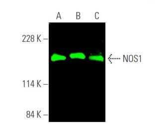 NOS1 Antibody (A-11) - Western Blotting - Image 372655 