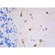 NOS1 Antibody (D-10) - Immunohistochemistry - Image 370017