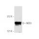NOS1 Antibody (D-10) - Western Blotting - Image 3816 