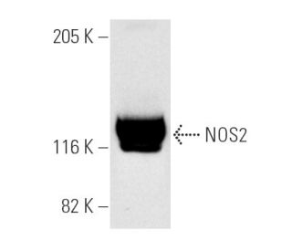 NOS2/iNOS Antibody (C-11) - Western Blotting - Image 3830 