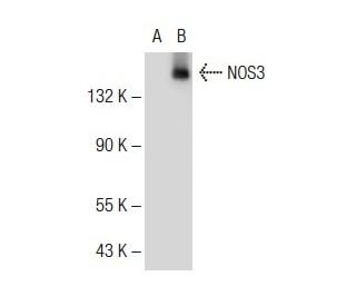 eNOS Antibody (B-5) - Western Blotting - Image 54496 