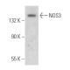 eNOS Antibody (B-5) - Western Blotting - Image 374639