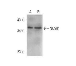 NOSIP Antibody (C-3) - Western Blotting - Image 331178 