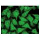 NOSTRIN Antibody (F-4) - Immunofluorescence - Image 142829