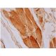 NOSTRIN Antibody (F-4) - Immunohistochemistry - Image 286371 