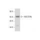 NOSTRIN Antibody (F-4) - Western Blotting - Image 139096 