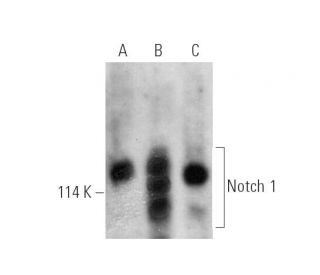 Notch1 Antibody (A-8) - Western Blotting - Image 389018 