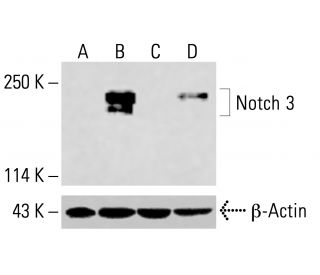 Notch 3 Antibody (A-6) - Western Blotting - Image 416110Each CRISPR/Cas9 Knockout (KO) Plasmid product consists of a pool of 3 plasmids designed to ensure identification and cleavage of a specific gene for maximum knockout efficiency. Each plasmid encodes a unique 20 nt sequence derived from the GeCKO (v2) library.